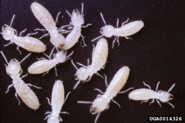 Les termites sont-ils à craindre ?