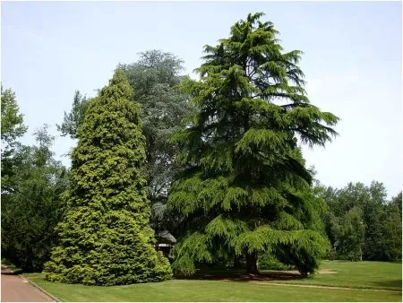 Les résineux non traités