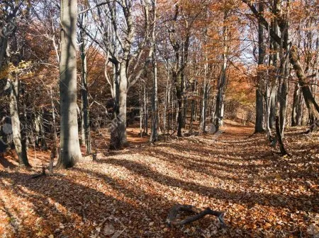 Les feuillus européens