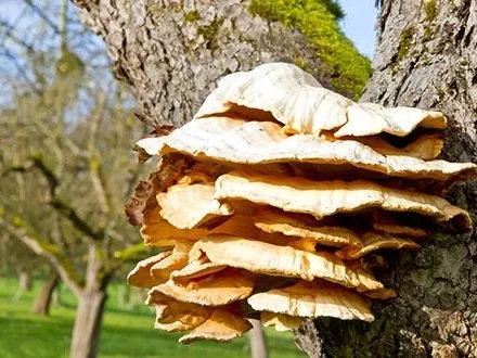 Les champignons lignivores 