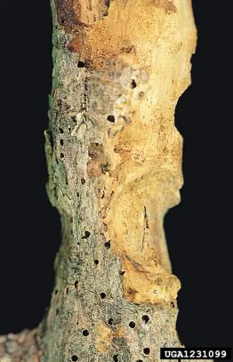 Dégâts provoqués par des larves d’Hesperophanes