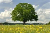 Vignette de l'article : L'arbre