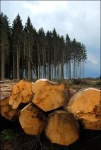 Vignette de l'article : Respect de l'environnement