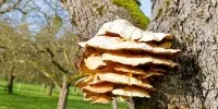 Vignette de l'article : Les champignons lignivores 