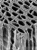 Vaisseaux transportant la sève, composé de celluloses