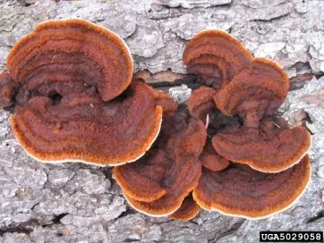 Lenzites separia