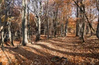 Vignette de la rubrique : Les feuillus européens