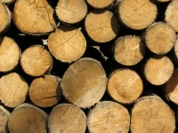 Vignette de la rubrique : Le bois