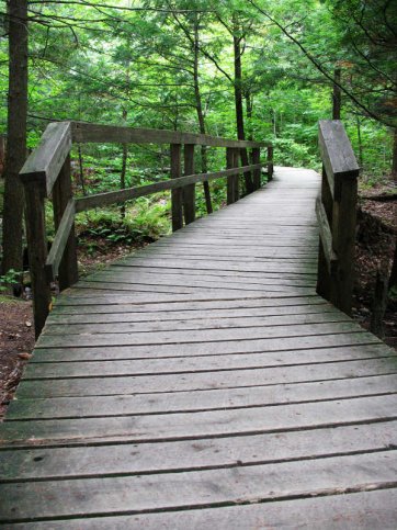 Ballade en forêt