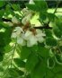 Feuilles et fleur du Robinier 