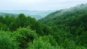 La bonne santé de la forêt française